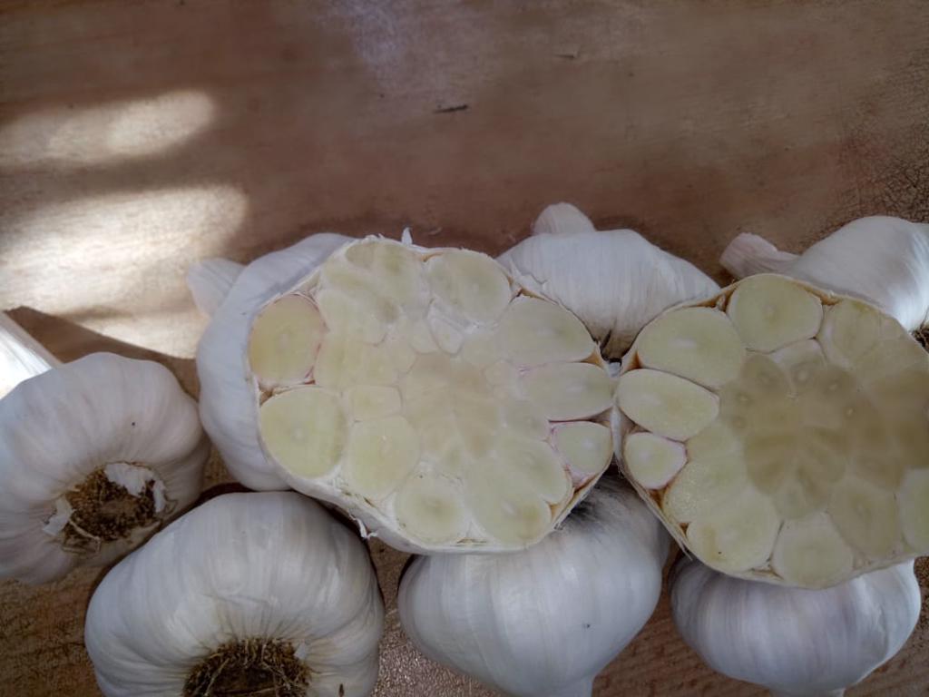 Product image - We offer you  Fresh Garlic With following specifications: varities:   (red-white) fresh garlic  
packing available: 10 , 15 kg or according to customer
For more information for our product please contact me
Best Regards
Merna Hesham Tel: 0020402544299
Cell(whats-app) 00201093042965 
alshamsexporting@yahoo.com